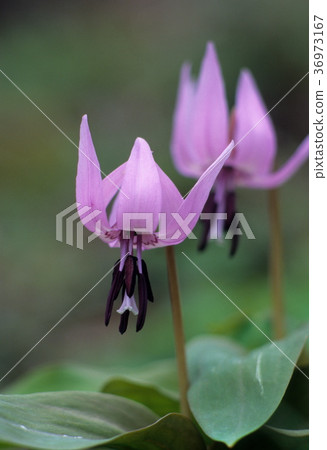 As a rattle 36973167