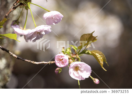 雙櫻花 雙櫻花 36973255
