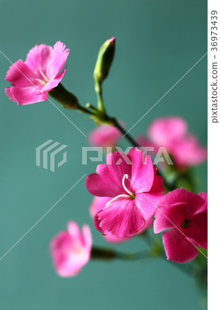 Nadesico的深紅色花 Nadesico的深紅色花 36973439