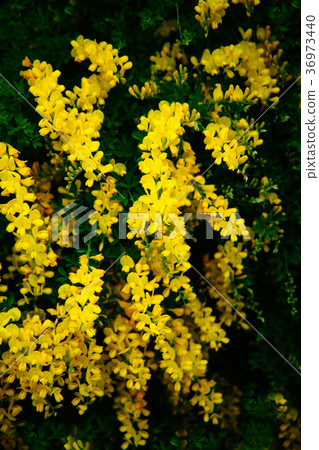 加冠的靈長類動物的花 加冠的靈長類動物的花 36973440