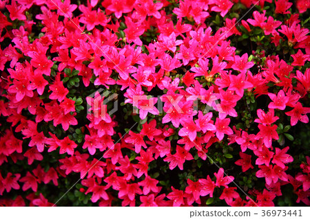 杜鵑花花植絨的花 杜鵑花花植絨的花 36973441