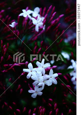 Hagoromo茉莉花香 36973447