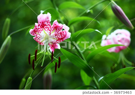 百合花開 36973463