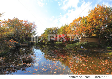 足立區地方博物館的秋天 36973552