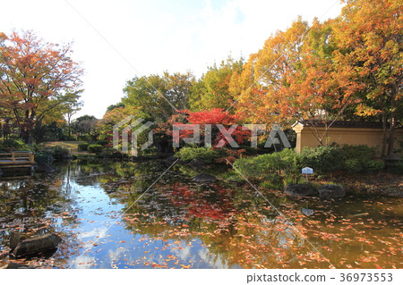 足立區地方博物館的秋天 36973553