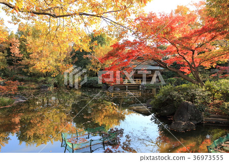 足立區地方博物館的秋天 足立區地方博物館的秋天 36973555