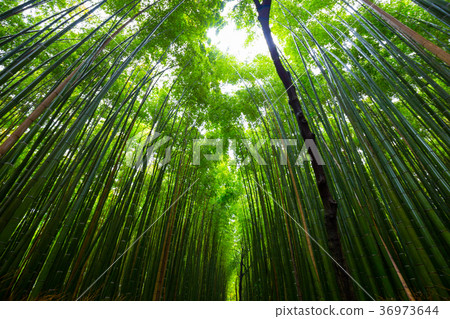 Bamboo grove nature pathway at Arashiyama 36973644