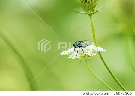 fly on a wild flower fly on a wild flower 36973860