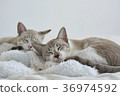 Two cats 36974592