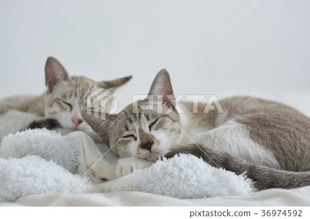 Two cats Two cats 36974592