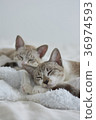2 cats vertical 36974593