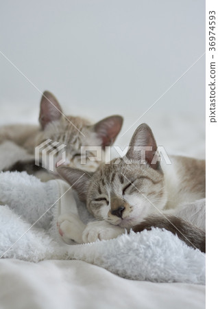 2 cats vertical 2 cats vertical 36974593