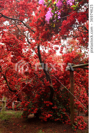 映山紅 36974625