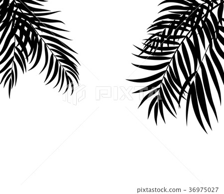 Beautifil Palm Tree Leaf  Silhouette Backgroun 36975027