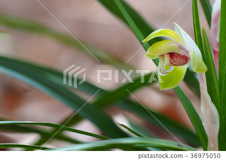 Flower of Shuran 36975050