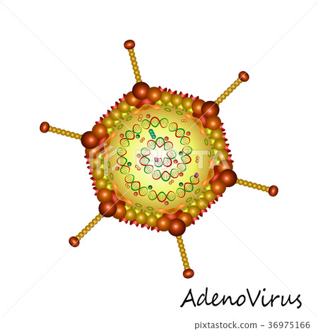 Adenovirus particle structure isolated Adenovirus particle structure isolated 36975166