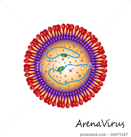 Arena Virus particle structure isolated Arena Virus particle structure isolated 36975167