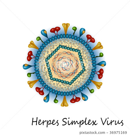 Herpes simplex virus particle structure Herpes simplex virus particle structure 36975169