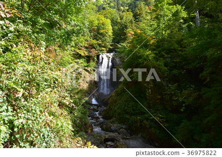 Tensei Nakataki Fall leaves 36975822