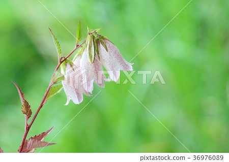 Hotarubukuro white flower new green background 36976089