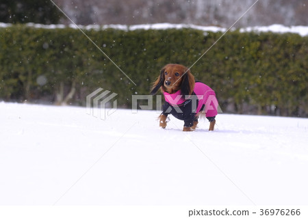 達克斯獵犬Kaninhaen可愛 36976266