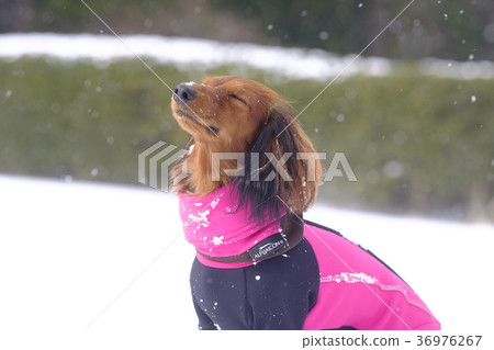 達克斯獵犬Kaninhaen可愛 達克斯獵犬Kaninhaen可愛 36976267