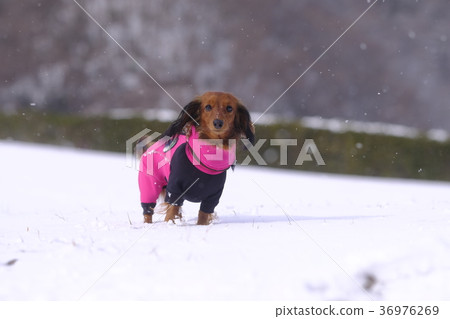 達克斯獵犬Kaninhaen可愛 達克斯獵犬Kaninhaen可愛 36976269