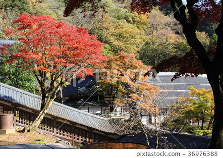 在秋葉包裹的Eijiira寺廟。福井縣 36976388