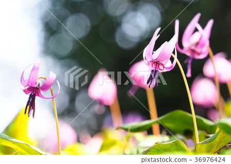 Katakuri花 Katakuri花 36976424