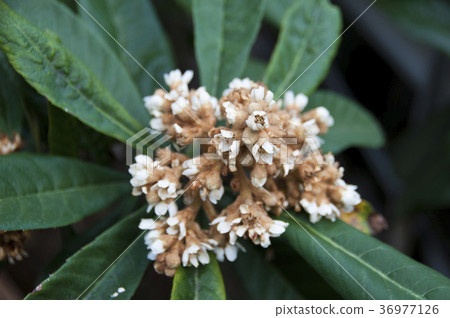 枇杷花 照片素材 圖片 圖庫