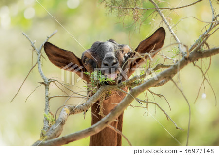 A brown goat is eating leaves from a branch 36977148