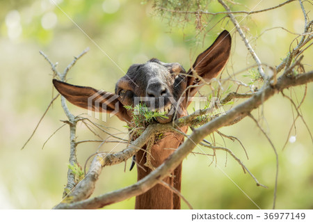 A brown goat is eating leaves from a branch A brown goat is eating leaves from a branch 36977149