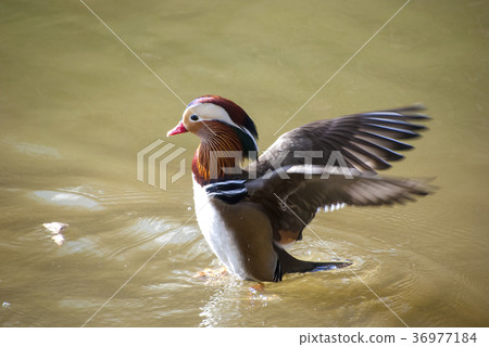 Flapping Oshidori 36977184