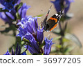 Red Admiral sits on a flower of willow gentian 36977205