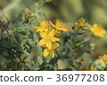 Common Saint John's wort (Hypericum perforatum) 36977208