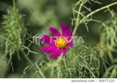 Purple flower of garden cosmea (Cosmos bipinnatus) Purple flower of garden cosmea (Cosmos bipinnatus) 36977210