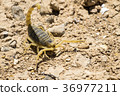 Scorpion deathstalker from the Negev desert 36977211