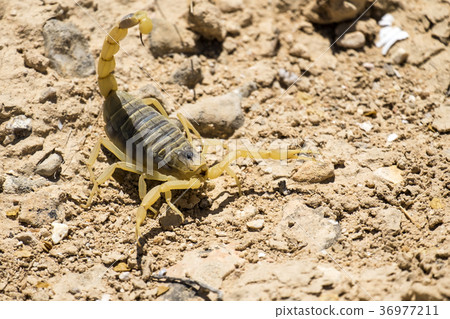 Scorpion deathstalker from the Negev desert Scorpion deathstalker from the Negev desert 36977211