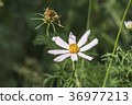 White flower of garden cosmea (Cosmos bipinnatus) 36977213