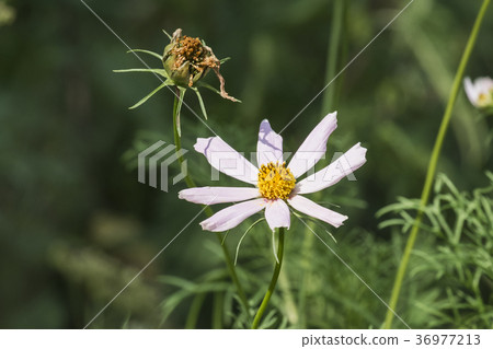 White flower of garden cosmea (Cosmos bipinnatus) 36977213