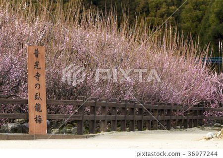 Pukouji Temple琉球梅， 36977244