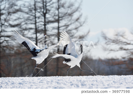 Cranes dancing with two (Hokkaido) 36977598
