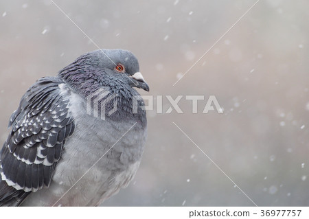 一隻鴿子在一個下雪天 36977757