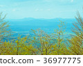 Deciduous beech forest in spring, forest landscape 36977775