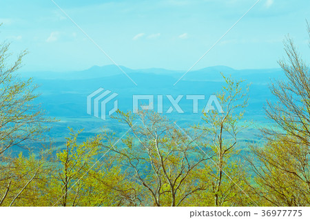 Deciduous beech forest in spring, forest landscape 36977775
