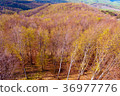 Deciduous beech forest in spring, forest landscape 36977776
