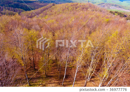 Deciduous beech forest in spring, forest landscape 36977776
