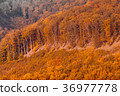 Autumn forest view in mountain, forest landscape 36977778