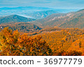 Autumn forest view in mountain, forest landscape 36977779