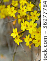 Winter jasmine Jasminum nudiflorum yellow flower 36977784